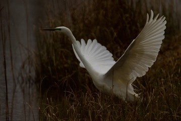 heron bird in flight