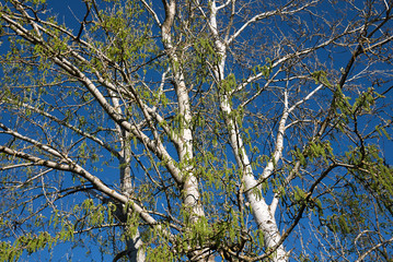 Populus alba