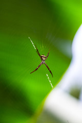 spider on a web