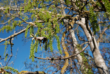 Populus alba