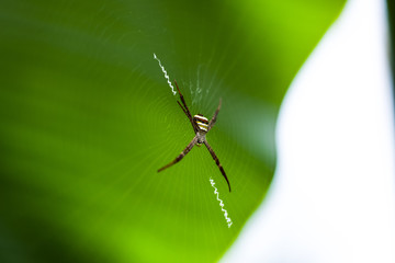 spider on leaf