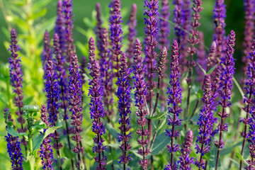 Background or Texture of Salvia nemorosa 'Caradonna' Balkan Clary in a Country Cottage Garden in a romantic rustic style.