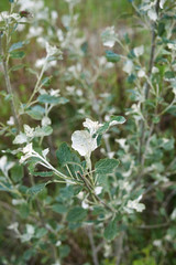 Populus alba