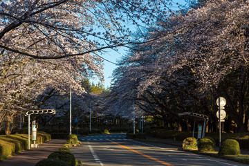 Cherry blossom trees in Japan during Sakura Season	