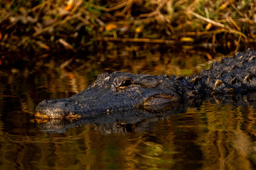 Close up portrait of an adult American Alligator