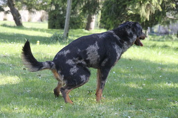 Fototapeta premium Sheepdogs domestic garden puppy playing together