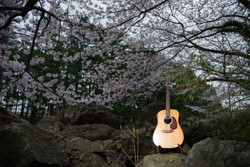 満開の桜とギター