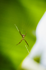 spider on leaf