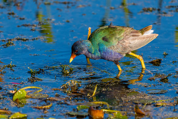 Purple Gallinule (Porphyrio martinica) wading in the water of Orlando Wetlands Park, Florida, USA.