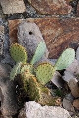 Opuntia Rustique