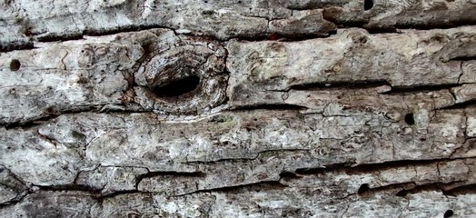 wood old tree