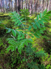 Obraz premium Young shoots and blossoming leaves of mountain ash on a tree in spring.