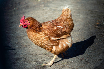one homemade red chicken for an outdoor walk in the village courtyard