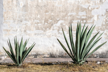 A Mexican scene of two espadin agave plants, against a rugged peeling white wall, in Oaxaca, Mexico. With room for text / space for copy