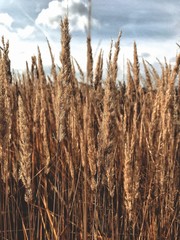 Fototapeta premium ears of wheat