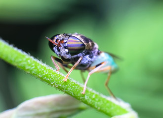 Closed up macro ; Extremely sharp and detailed of fly. Focus on  eye. House fly on tree brance and blowing bubbles isolated on green background. Education and natural concept.