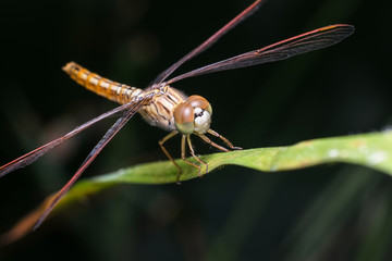 Closed up macro ; Extremely sharp and detailed of dragonfly. Focus on eye. Dragonfly on tree leaf isolated on black and dark green background. Education and natural concept.