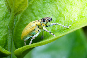 Closed up macro ; Extremely sharp and detailed of Weevil. Focus on eye. Weevil on tree leaf with green background. Education and natural concept.