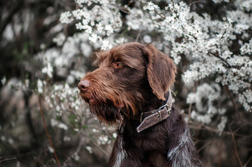 Drahthaar hunting dog beautiful portrait in the forest spring walk with the dog