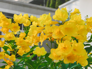 Obraz premium yellow daffodils in the garden