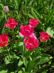 Classic pink and hybrid tulips in a flowerbed in the garden.