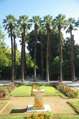 palm trees in park