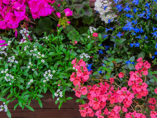 Fototapeta na wymiar Beautifully decorated border of different colorful garden flowers.