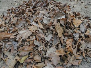 mushrooms on the ground