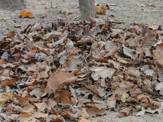 autumn leaves on the ground
