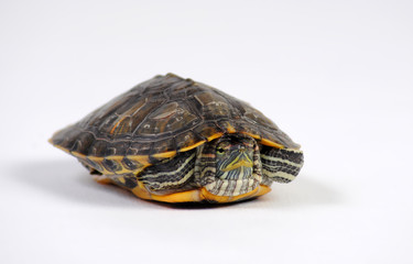turtle on a white background close-up