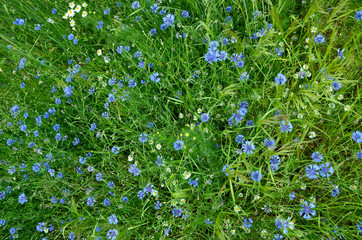  wildflowers natural floral background cornflowers and daisies