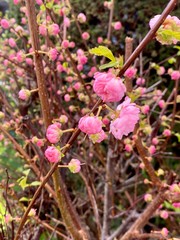 pink flowers in garden