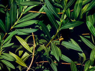 Background of vintage green leaves.