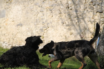 Sheepdogs domestic garden puppy playing together