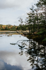 Fototapeta na wymiar La forêt et son reflet dans le lac