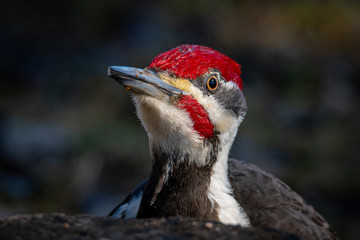 Pileated Woodpecker on the forest floor. 