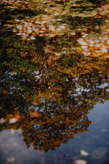 Reflet des arbres et chute de feuilles dans le lac