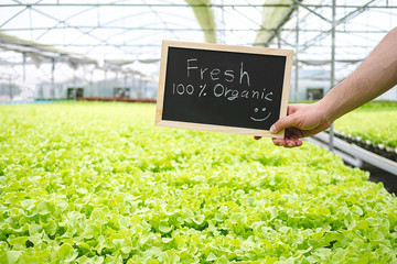 Farmer hand hold blackboard with message "Fresh 100% Organic" in greenhouse farm . The vegetable is fresh and look healthy. Organic farming, farmer occupation, agriculture business concept.