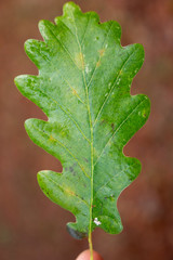 Feuille de chêne