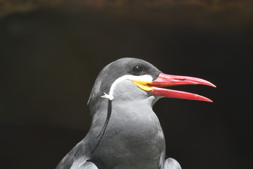 インカアジサシ