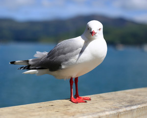 A red legged gull stands piling on the pier at Akaroa, New Zealand