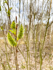 Close-up of willow tree in spring in the park.	