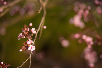 Fresh, pink, soft spring cherry tree blossoms on pink bokeh background.