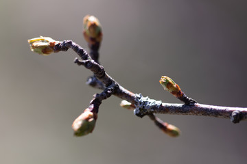 Knospen im Frühling, Makro