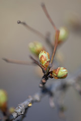 Knospen im Frühling, Makro
