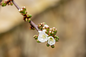 A gentle beautiful organic spring white blossom of a  sweet cherry tree with white background. Fresh air after a spring rain day as a perfect Easter background. Green buds grow. Simple and healthy 