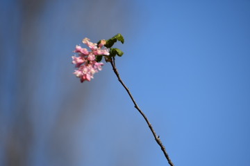 Nature, insect, flower