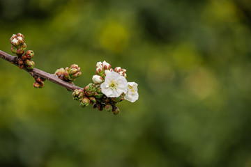 A gentle beautiful organic spring white blossom of a  sweet cherry tree with white background. Fresh air after a spring rain day as a perfect Easter background. Green buds grow. Simple and healthy 