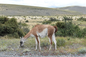 A guanaco on a meadow in Chile, Patagonia