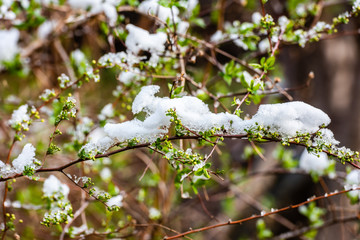 Jasmine buds in the snow